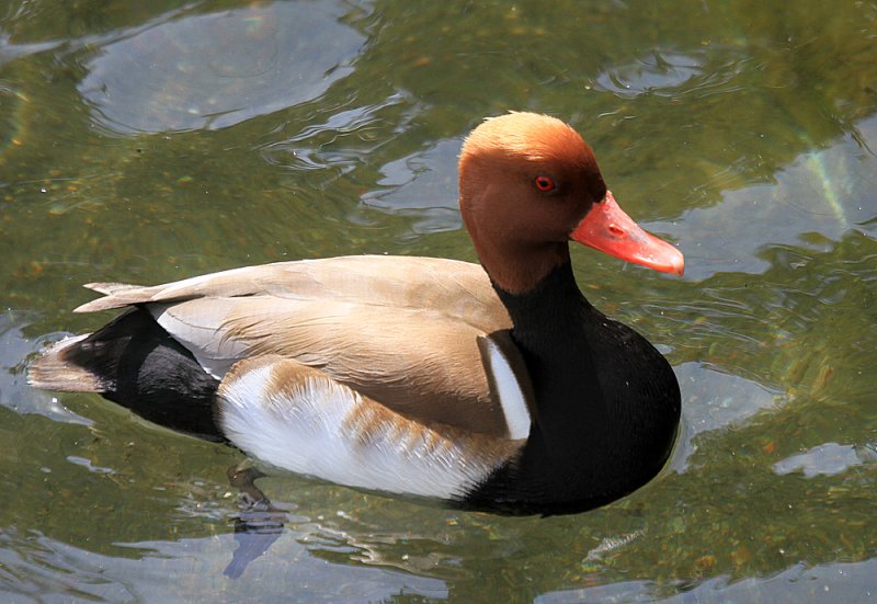 IMG_6092duck.jpg