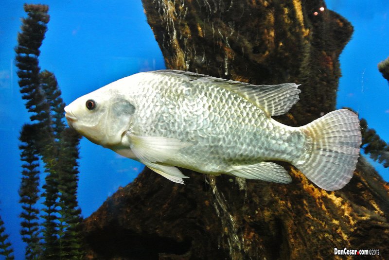 Aquarium at the Panama Canal Museum