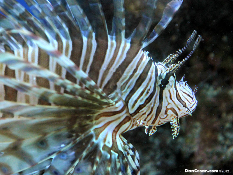 Lion fish