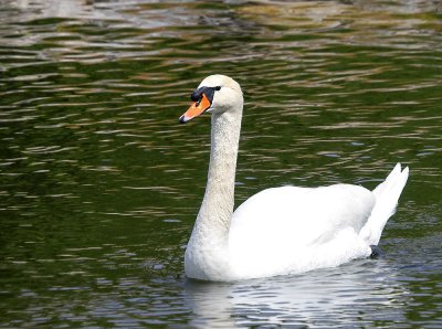 IMG_6298swan.jpg