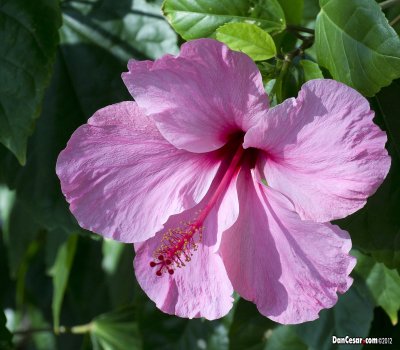 Hibiscus