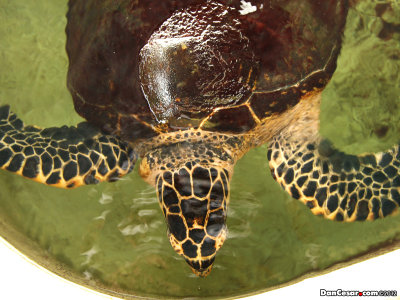 Seas turtle in Punta Culebra