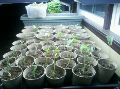 plants_underlight.jpg