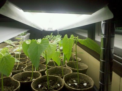 bean_plants_week3.jpg