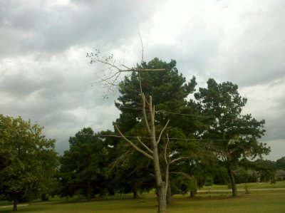 planking_pines.jpg