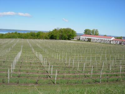 Winery.jpg