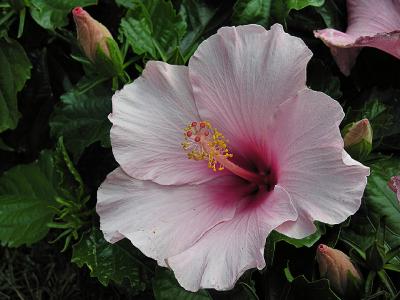 Hibiscus 88000693.jpg