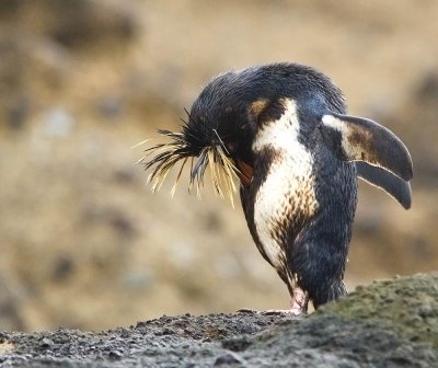 Penguin with Oil on Tristan da Cunha