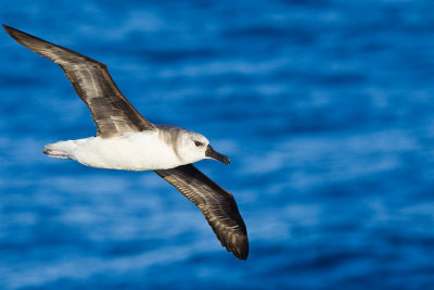 Grey-headed Albatross