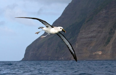 Atlantic yellow-nosed Albatross