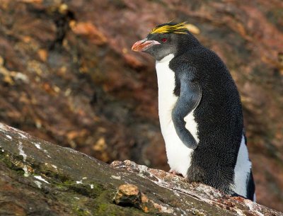 Macaroni Penguin