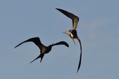 Ascension Island Fregatebird