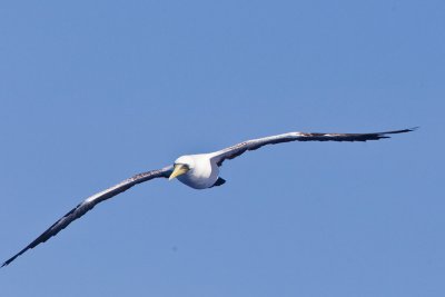 Masked Booby