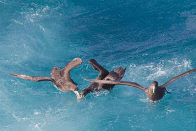 Giant Petrel