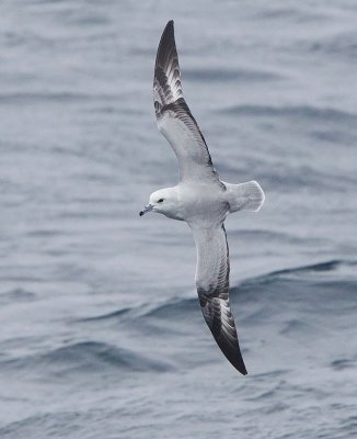 Southern Fulmar