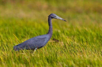 Little Blue Heron