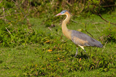 Whistling Heron