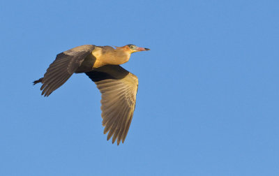 OGP_20110201_0551.jpg
