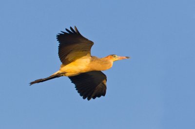 OGP_20110201_0555.jpg