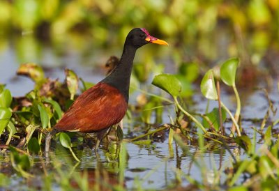 Wattled Jacana