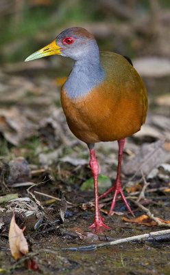 Gray-necked Woodrail