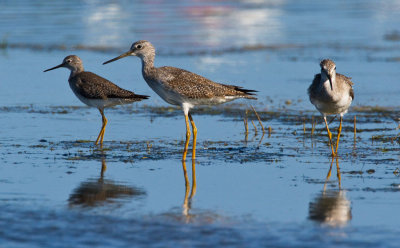 Greater & Lesser yellowleg