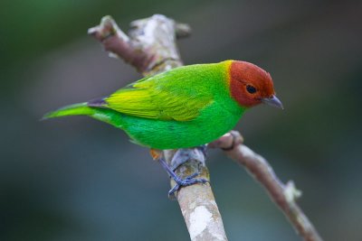 Bay-headed Tanager