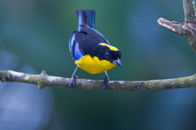 Blue-winged mountain Tanager