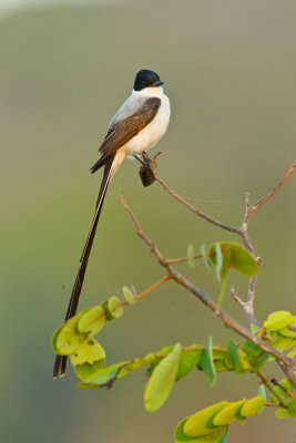 Forktailed Flycatcher