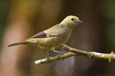 Palm Tanager