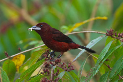 Silverbeaked Tanager