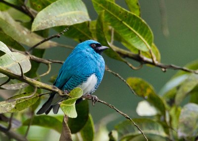 Swallow Tanager