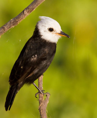 White-headed Marsh Tyrant