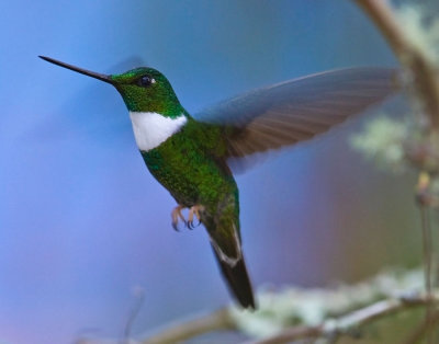 Collared Inca