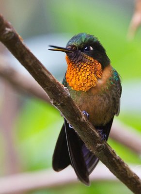 Orange-throated Sunangel