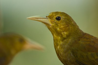 OGP_20110201_0981.jpg
