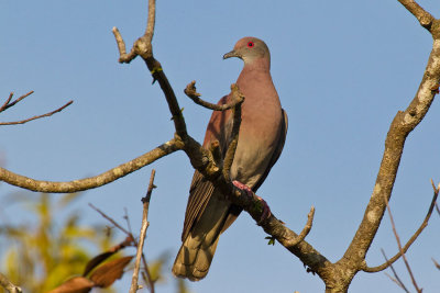 Pale-vented Pigeon