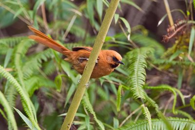 Rufous Spinetail