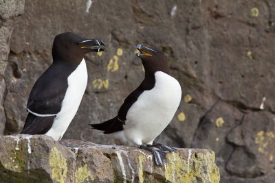 Razorbill