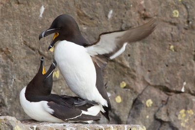 Razorbill