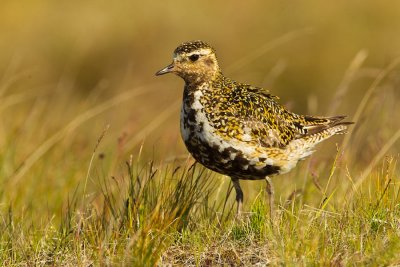 Golden Plover