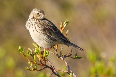 Meadow Pipit