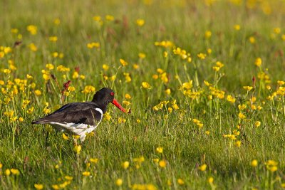 Oyster catcher