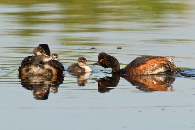 Black-necked Grebe