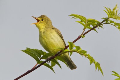 Icterine Warbler