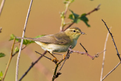 Willow Warbler