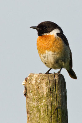 Common Stonechat