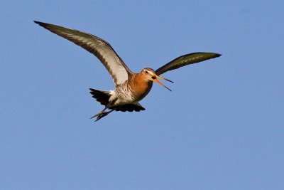 Black-tailed Godwit