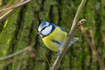 Blue Tit