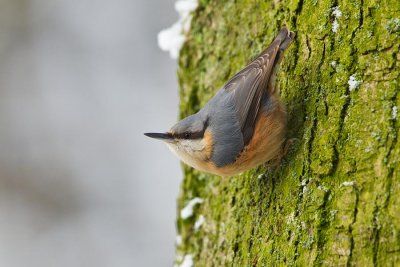 European Nuthatch